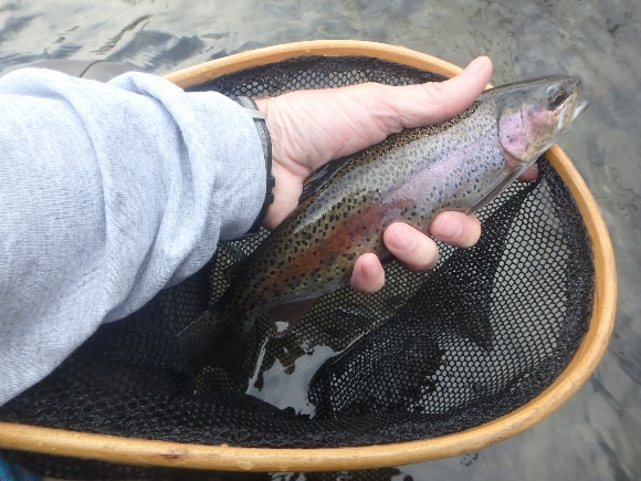 Hat Creek Rainbow that took a golden stonefly nymph.