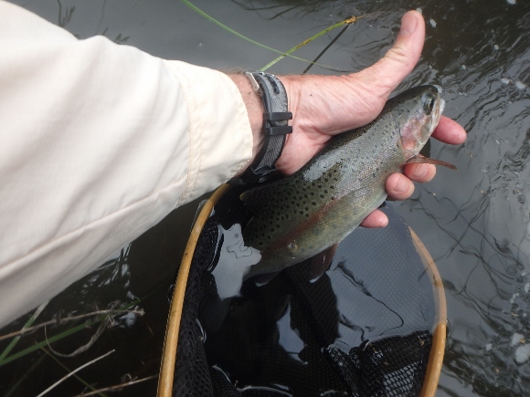 A Pit River Rainbow