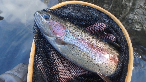 A beautiful 13" rainbow that took a #18 Red Serendipity. 