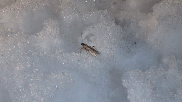 A #14 winter stonefly crawling around on the snowbank.