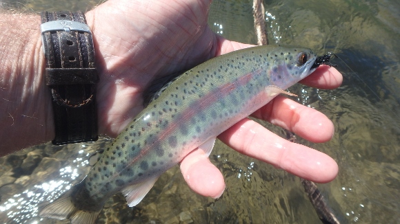 A pretty Yakima River fish.