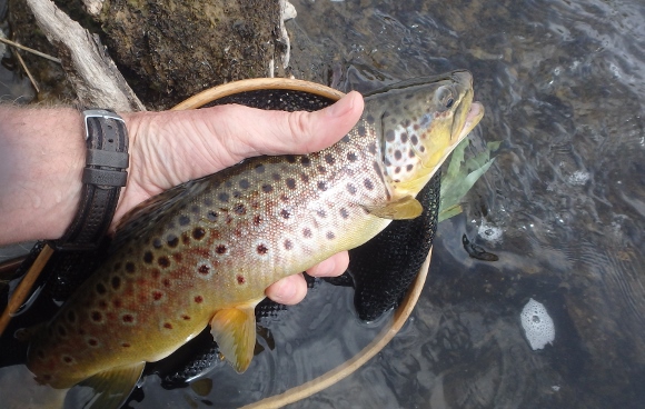 A beautiful Middle Deschutes River Brown that took a #8 Gold Bodied Stimulator.