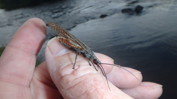 Middle Deschutes River Salmon Fly.