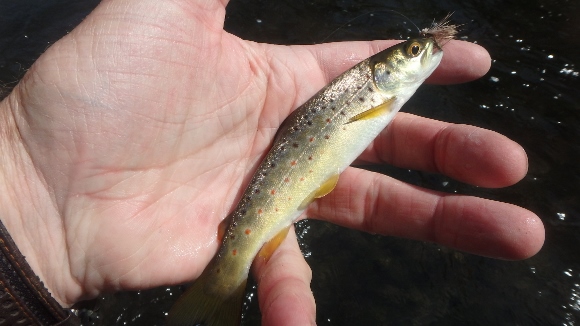 A small but colorful little brown that took a #14 X-Caddis dry.