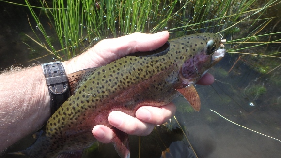 A nice Hat Creek Rainbow that took my ant pattern.