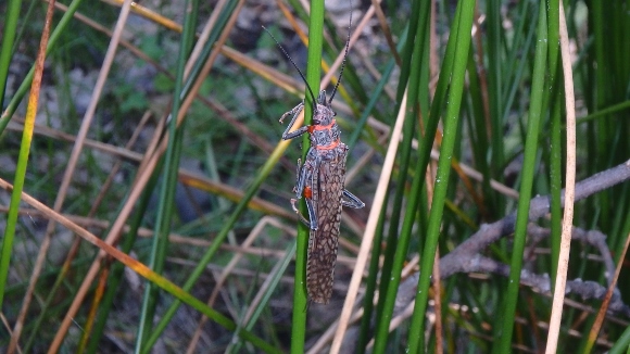 A colorful Salmon Fly hanging out in the grass.