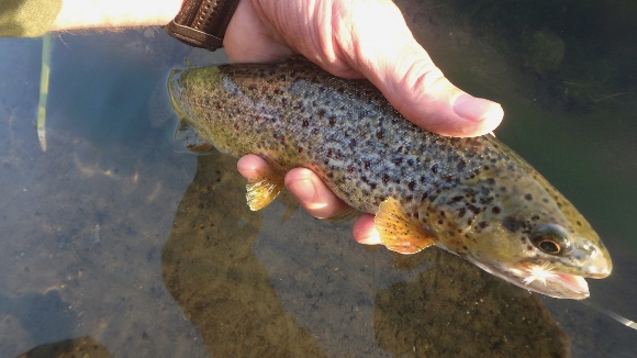 A nice unusual colored brown trout that took a Pale Evening Dun pattern one evening on Hat Creek.