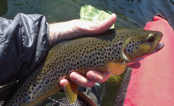 A beautiful Manzanita Lake Brown trout that took a #14 black and red chironomid.