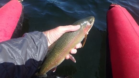 This big rainbow took a #16 brown and green chironomid pattern.