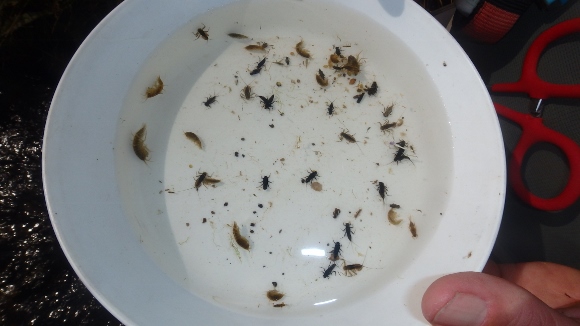 Bug Sampling from the Crooked River