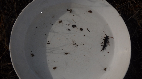 Some of the bugs we sampled from the creek