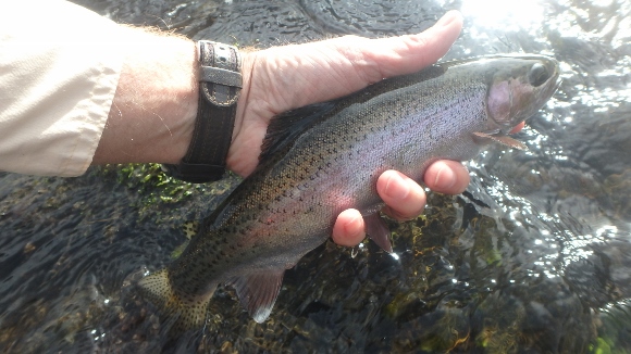 A nice 12 inch rainbow that came to my net.